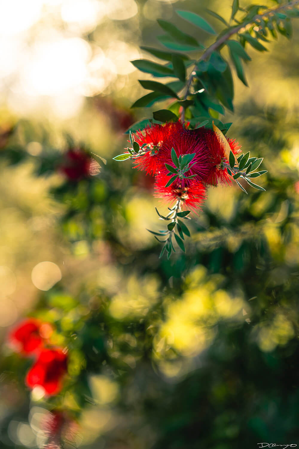 Floral, natural, and textural photos from my travels in the Bay Area in California, and more.